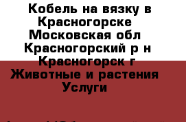 Кобель на вязку в Красногорске - Московская обл., Красногорский р-н, Красногорск г. Животные и растения » Услуги   
